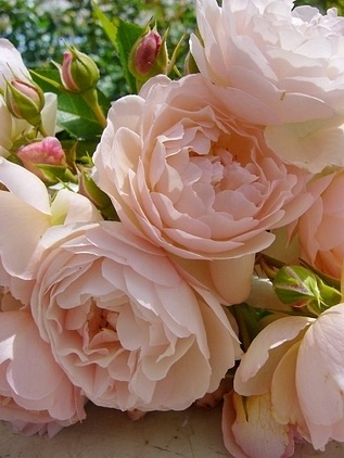 Chantal Thomas ® (Guichatho)