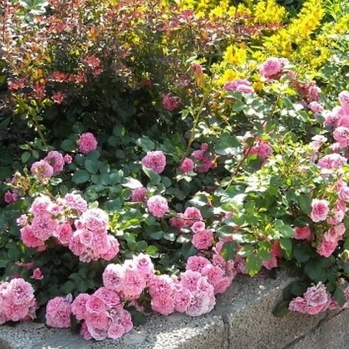 Les Quatre Saisons/ Pink Swany DONICZKA