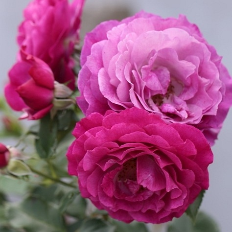 Blue Eden (WEKisosblip)