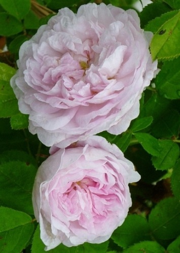 Maiden's Blush
