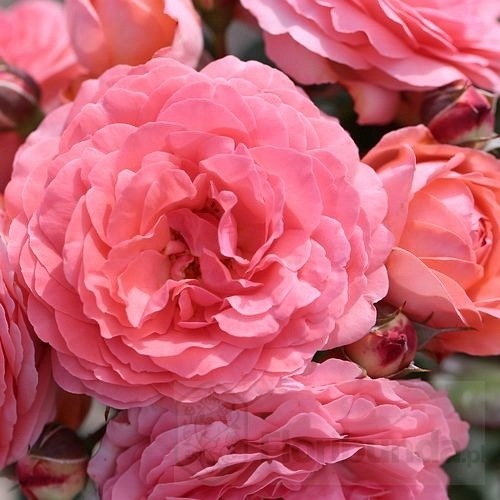 Amelia Renaissance (POUlen011)