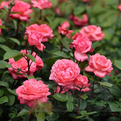 Aachener Dom/ Pink Panther