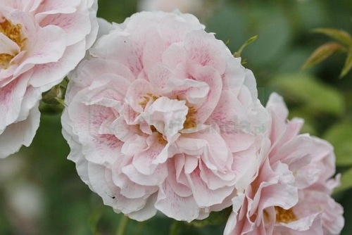 Kir Royal (Meinibur)