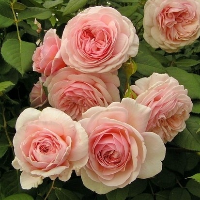 A Shropshire Lad (Ausled)