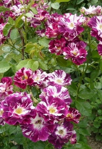 Oh Wow/Purple Splash (Wekspitrib)