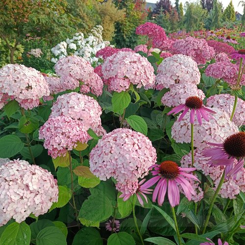 Hortensja drzewiasta 'Candybelle Bubblegum'