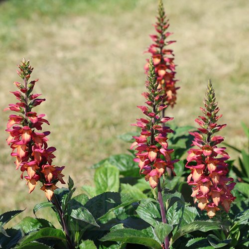 naparstnica hybrida "Rising Phoenix"