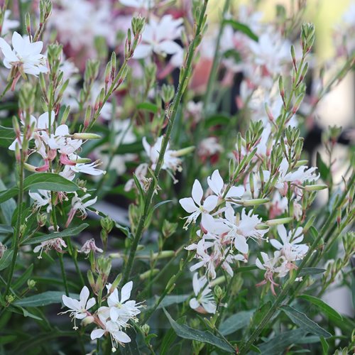 Gaura lindheimeri "GRACEFUL WHITE"