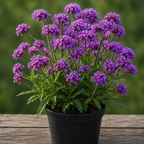 Werbena "Violetta"