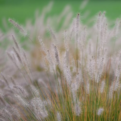 rozplenica  "Hameln"