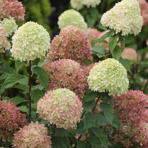Hortensja bukietowa Little Lime