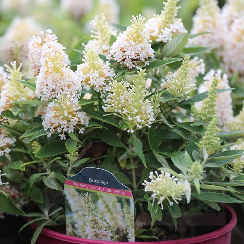 budleja "Butterfly  Candy Little White"