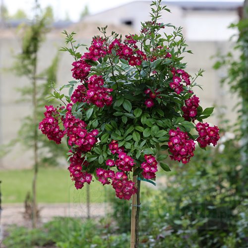 Red Ballerina PIENNA (pień 60 cm)