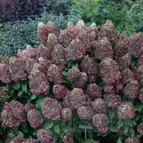 Hortensja bukietowa "Phantom"