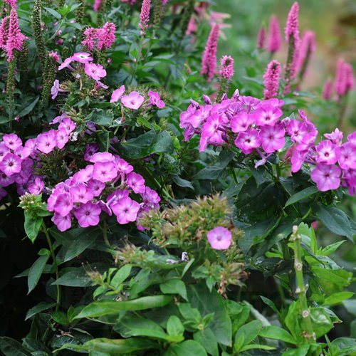 płomyk Flame® "Purple Eye"