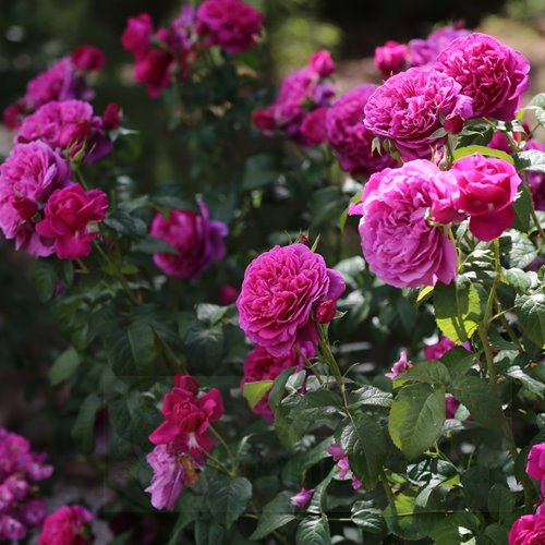 James L. Austin (AUSpike)