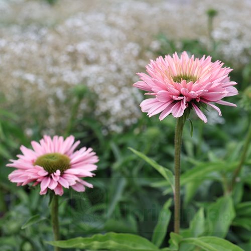 jeżówka SUNSEEKERS "Salmon"