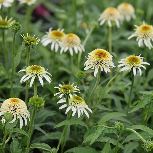 jeżówka Papallo® "Semi Double White"