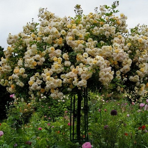 Ghislaine de Feligonde PIENNA