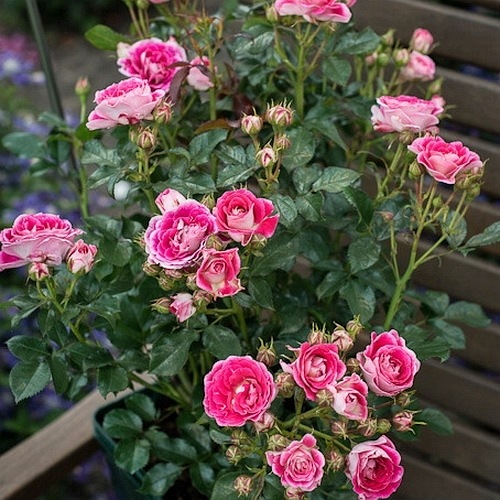 Cerise Flower Circus