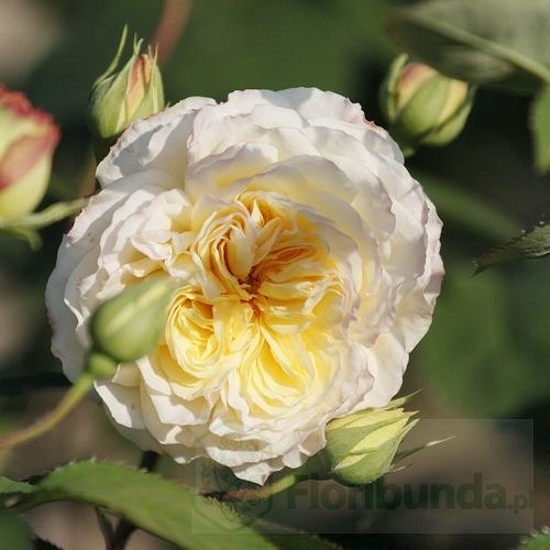 Nelson Monfort (Masnelmo)