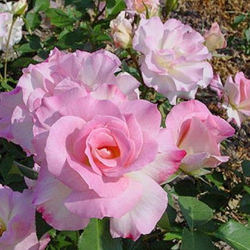 Charles Aznavour (MEIbeausai)