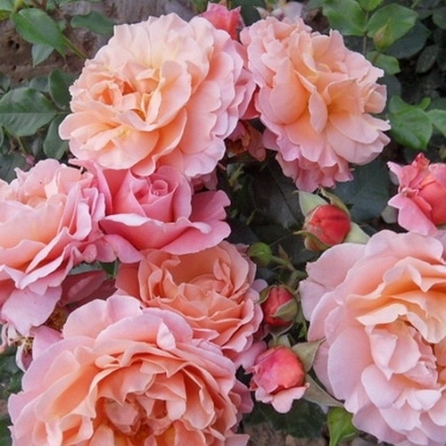 Marie Curie (Meilomit)