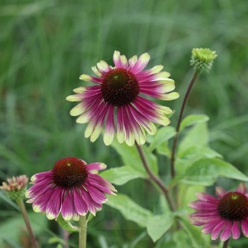 Jeżówka purpurowa "Sweet Sandia"