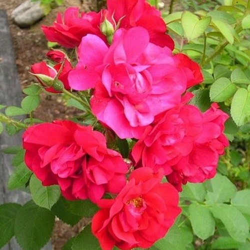 Hansaland (Korrhassi)