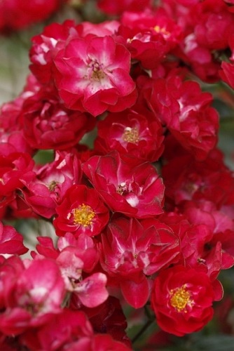 Alberich cl.