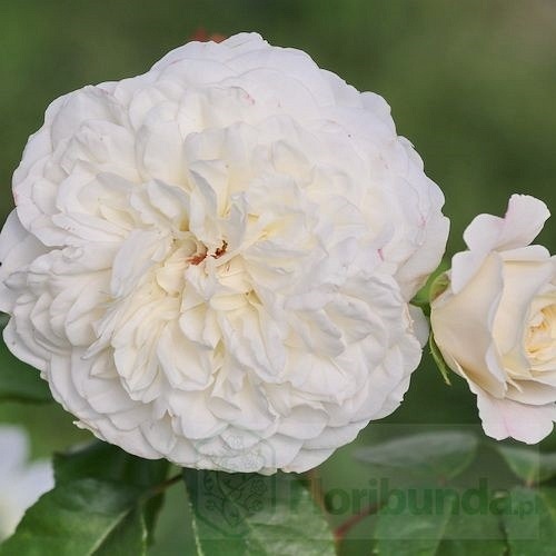 Tranquility (Ausnoble)