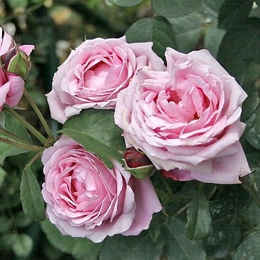 Soeur Emmanuelle-Dieter Muller(DELam)