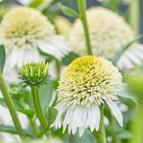 jeżówka  "Delicious Nougat"