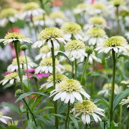 Jeżówka "Honeydew"