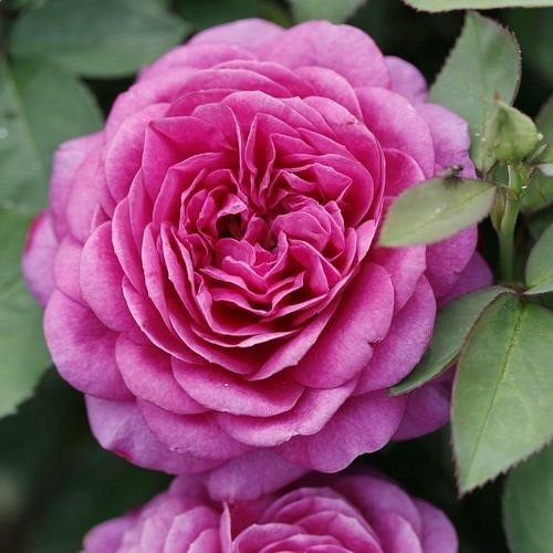 Heidi Klum Rose (Tan00681)