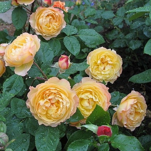 Wellbeing  (Harjangle)