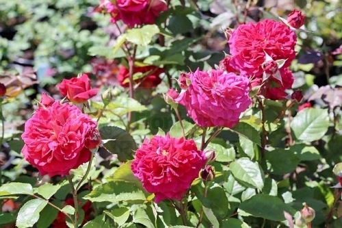 L'ami des Jardins (GUILlajar)