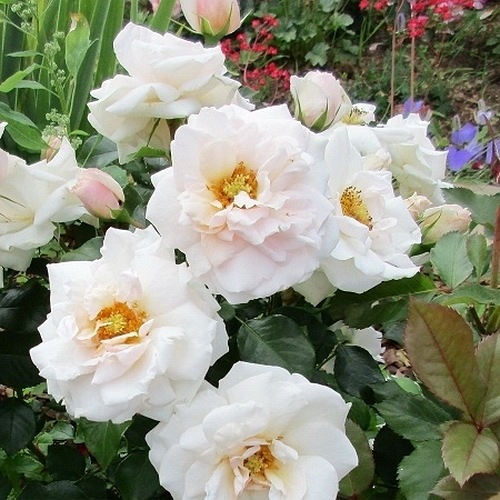 Queen's Palace (Poulelap)