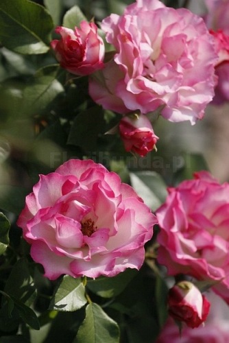 Bordure Rose (Delbara)