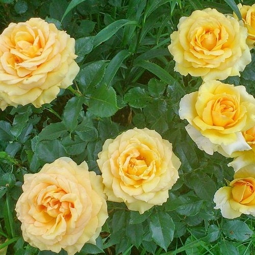 Sophia  Renaissance (Poulen002)