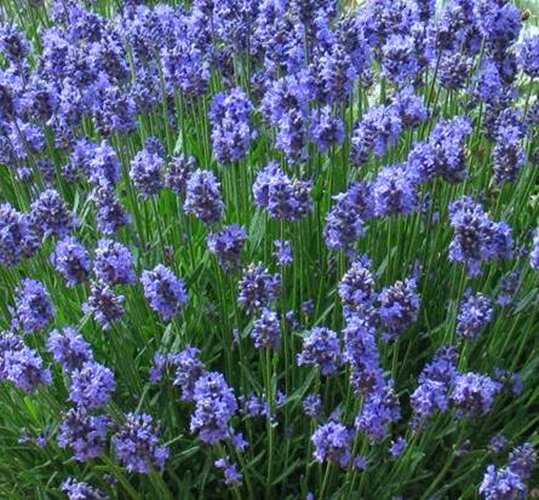 lawenda wąskolistna 'Dwarf Blue'