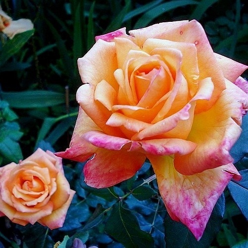 Raymond Kopa (WEKjuvoo1)