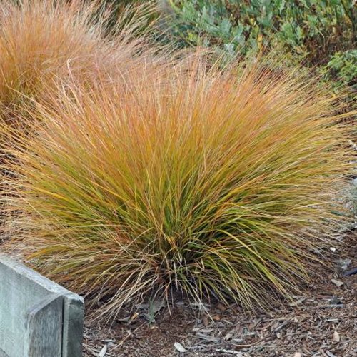 Turzyca ceglasta 'Prairie Fire'