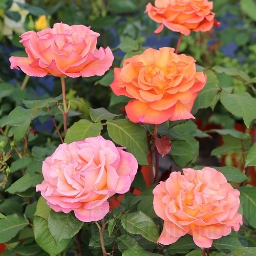 Warm Wishes (FRYxotic) DONICZKA