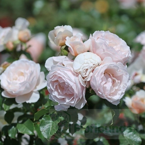 Jardin des Tuileries (DELcreor)