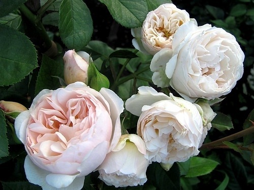 Chantal Thomas ® (Guichatho)