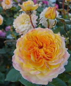 Georges Denjean  (Masgeden)