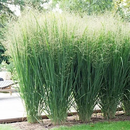 Proso rózgowate 'Northwind'