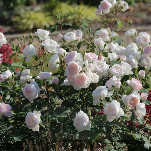 Desdemona (Auskindling)