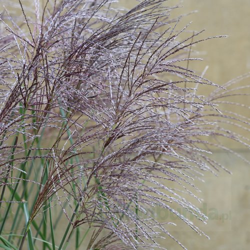 Miskant chiński ‘Malepartus’